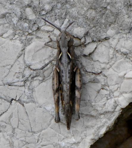 Réf. 248 213 : Omocestus raymondi raymondi